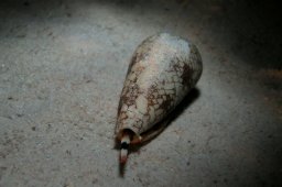 20011011_3_Shaab_Samaday_0001